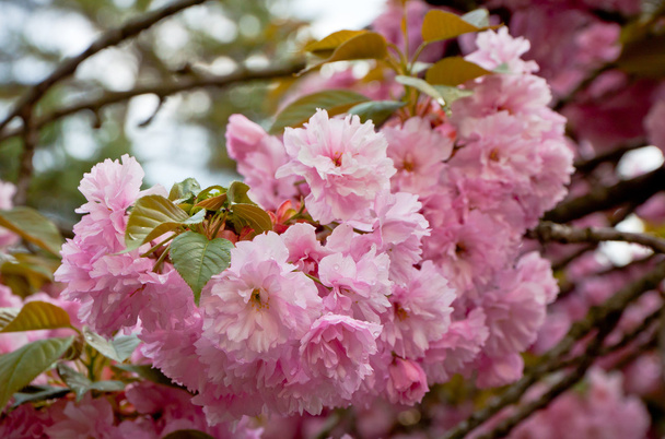 Close up branch of sakura blossom - Φωτογραφία, εικόνα