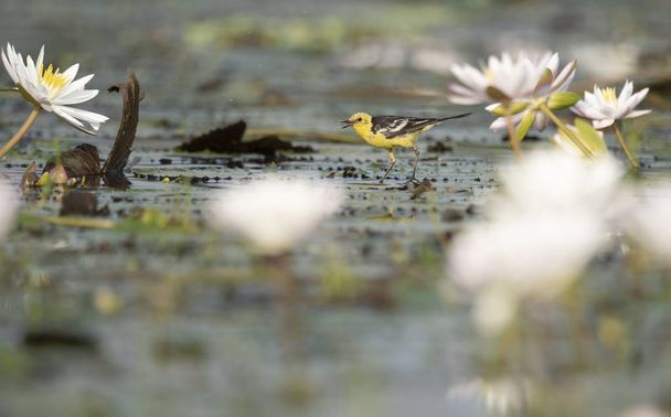 The wagtail and lotus flowers - Фото, изображение