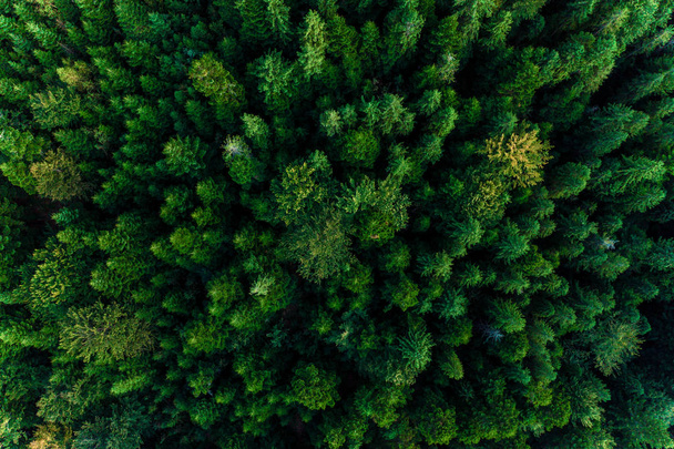 Blick von oben auf Jahrhunderte alte Karpaten-Waldbäume, schöne Textur. - Foto, Bild