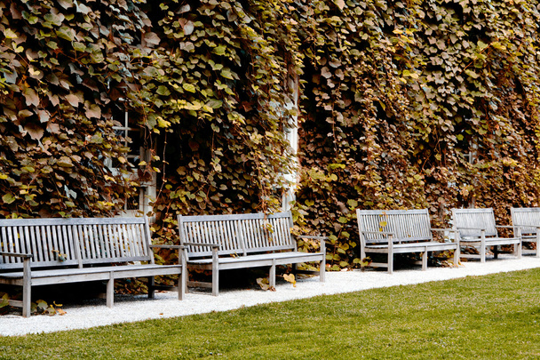 drewniane ławki w parku jesień i chodnik - Zdjęcie, obraz