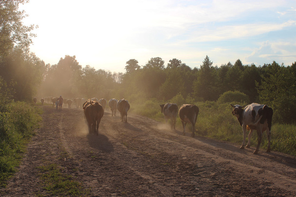 Коровы возвращаются с пастбища
 - Фото, изображение