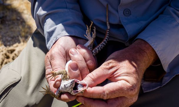 Мохаве бахрома-копита ящірка отримувати і відкриваючи рот в пустелі Мохаве, США - Фото, зображення