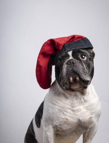 Lustige französische Bulldogge mit roter Kappe - Foto, Bild