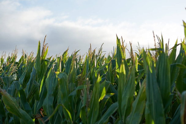 Detail der Spitze einer Mais-Plantage kurz vor der Ernte - Foto, Bild