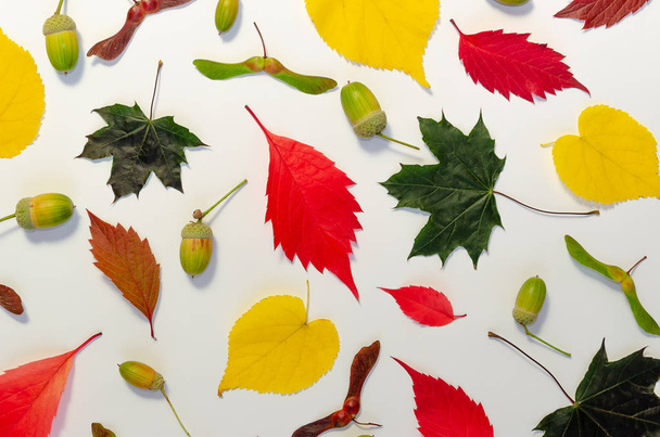 Hojas coloridas de otoño y bellotas sobre fondo blanco. Patrón de hoja de otoño. Concepto de otoño
 - Foto, Imagen