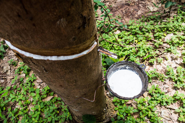 Milky latex extracted from rubber tree (Hevea Brasiliensis) - Photo, Image