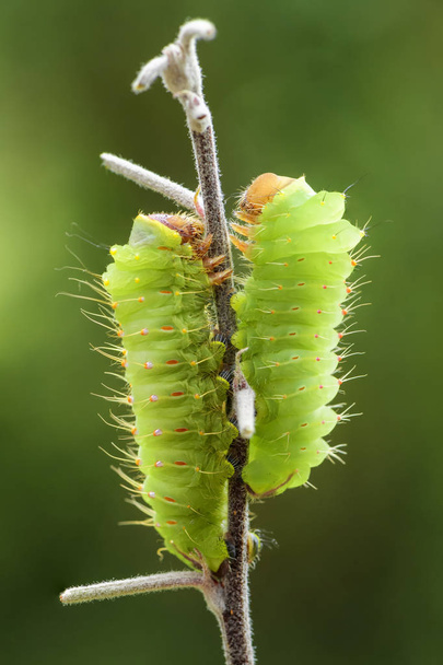 Polifemus Moth-Antheraea polifemus, a Caterpillar gyönyörű nagy amerikai lepke. - Fotó, kép