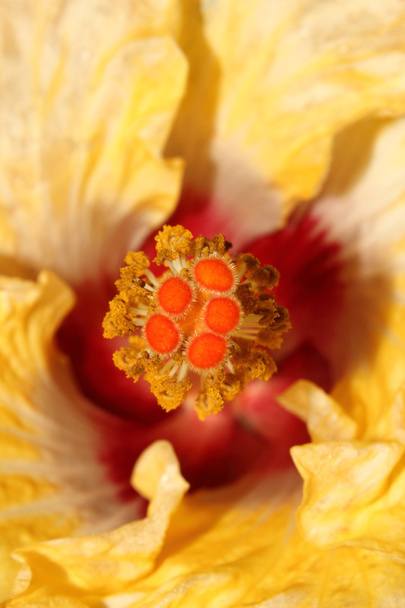 Sárga Hibiscus megbélyegzés - Fotó, kép