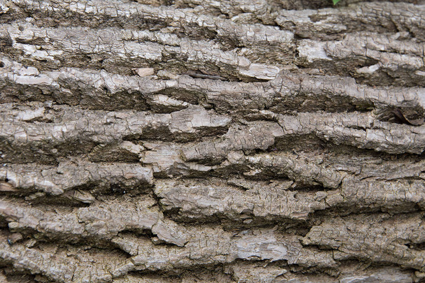Fragment of the bark of an old tree - Φωτογραφία, εικόνα