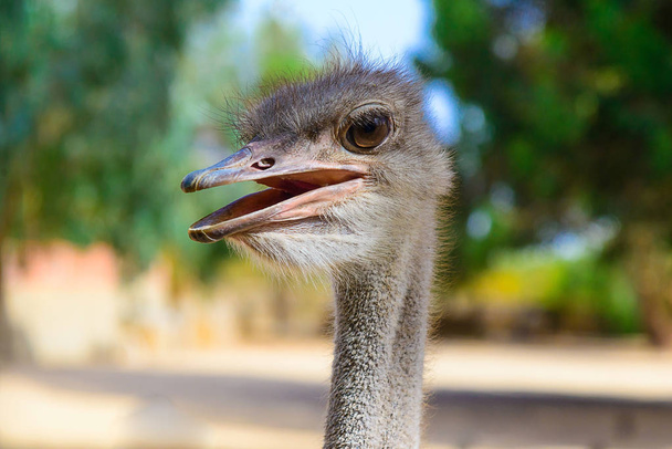 Ostrich head with ajar beak - Valokuva, kuva