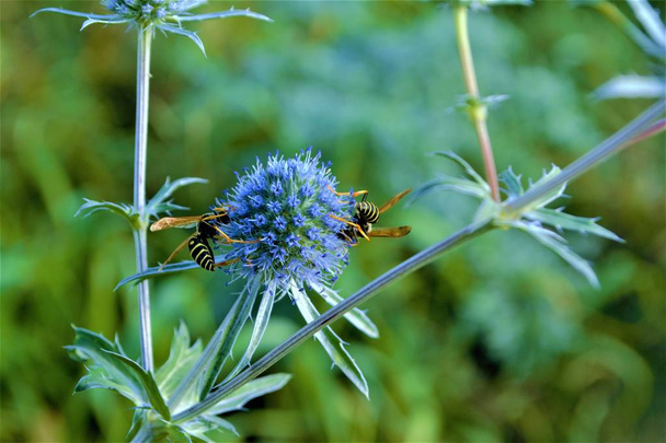 blue flower globe thistle-it is a wild flower of the Old World, blooming in Midsummer. The dark blue ball-like flowers are raised high above the Thistle's face.  - Photo, Image