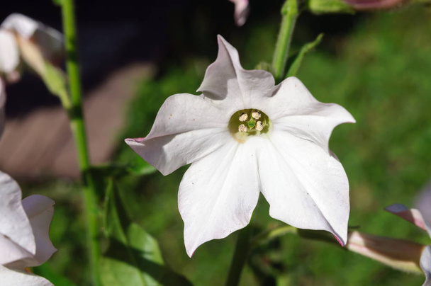 Witte tabak bloem in de zomertuin - Foto, afbeelding
