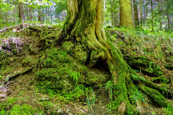 Grandes raíces de un árbol con musgo y hojas verdes en un bosque
. - Foto, imagen