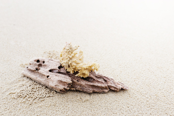Driftwood and coral on beach - Foto, immagini