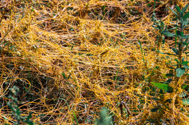 Dodder Genus Cuscuta είναι το παράσιτο τυλίγει τους μίσχους των καλλιεργειών των φυτών με κίτρινες κλωστές και ρουφάει το ζωτικό χυμό και θρεπτικά συστατικά - Φωτογραφία, εικόνα