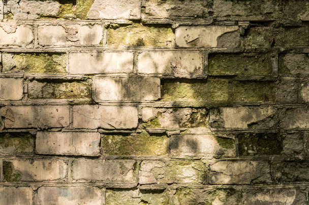 partially destroyed wall of white brick and covered with green mold, a shadow from the trees on the old wall, retro architecture abstraction background - Fotografie, Obrázek