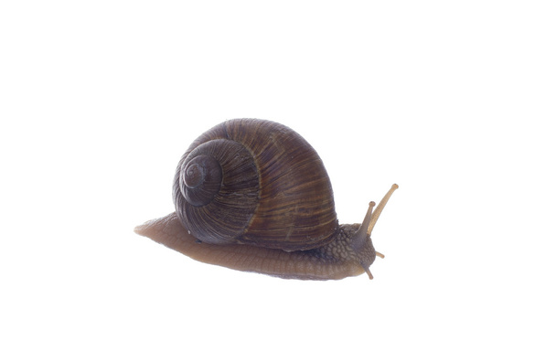 Snail - Foto, afbeelding