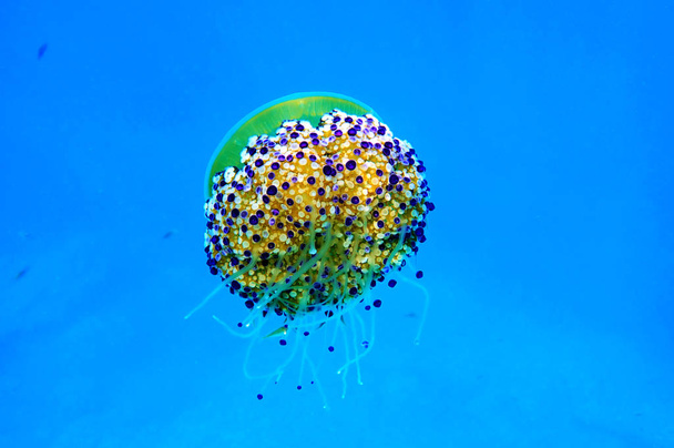 Středomořské smažené vaječné medúzy-Cotylorhiza tuberkulata - Fotografie, Obrázek