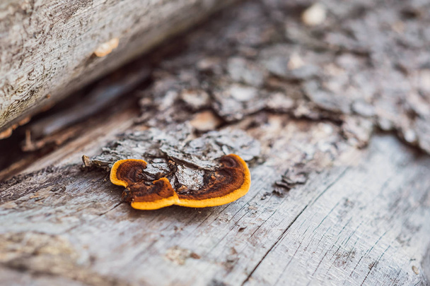 牧草地に保存された丸太の木の真菌 - 写真・画像