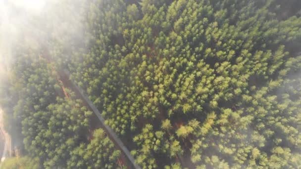 Вид зверху на повітряний дрон на сільській сільській сільській дорозі серед вічнозелених хвойних соснових лісів, покритих пухнастим ранковим туманом. Тло туманних дерев
 - Кадри, відео