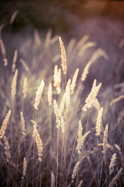 grass at the field - Valokuva, kuva