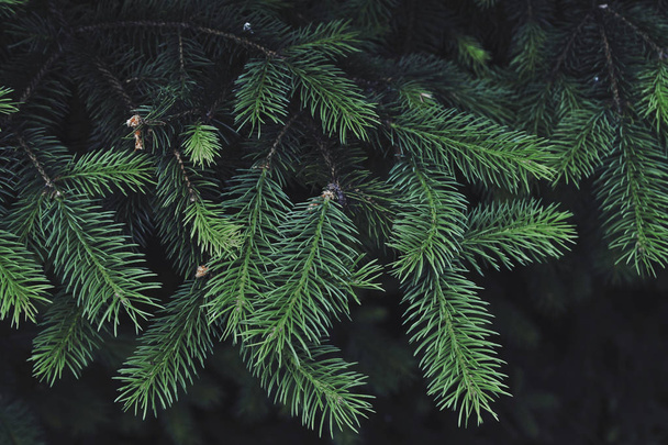 Textura zeleného borovicového stromu. - Fotografie, Obrázek