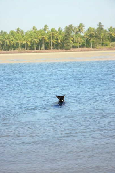 купання собаки
 - Фото, зображення