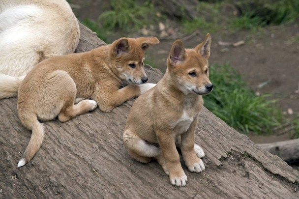le dingo doré de 8 semaines se repose
 - Photo, image