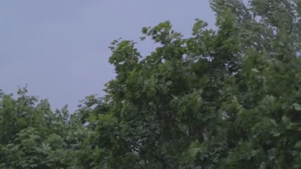Drzewa są wstrząśnione przez wiatr przed burzą - Materiał filmowy, wideo