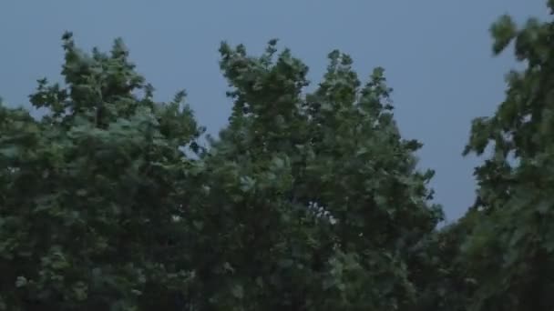 Árboles siendo sacudidos por el viento antes de la tormenta
 - Metraje, vídeo