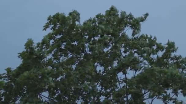 Drzewa są wstrząśnione przez wiatr przed burzą - Materiał filmowy, wideo