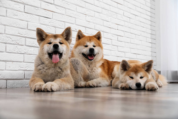 Adorable Akita Inu dog and puppies on floor indoors - Φωτογραφία, εικόνα