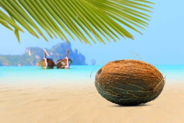 Coconut on the beach in Phi Phi island - Photo, Image
