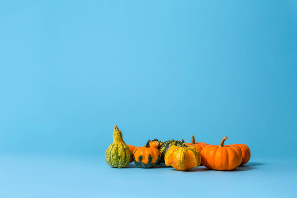 Collection of autumn pumpkins - Fotoğraf, Görsel