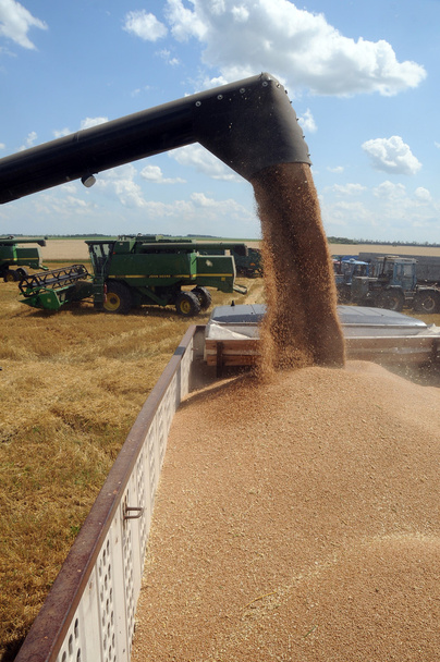 Uma combinação carrega grãos em um caminhão
 - Foto, Imagem