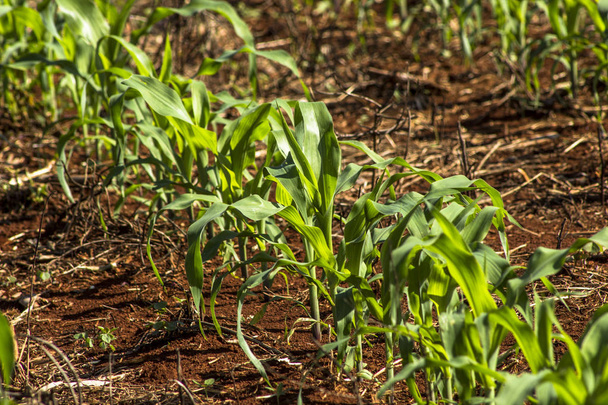 champ de maïs dans l'État du Parana au Brésil
 - Photo, image