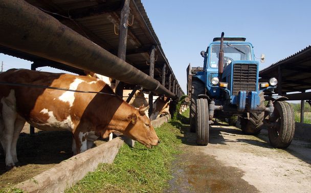 Le tracteur est dispersé vaches d'herbe
 - Photo, image