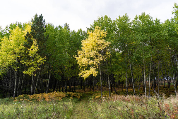 Siberian forest autumn bright colors - Photo, Image