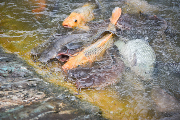 Прісноводне рибне господарство - золотий короп риба тілапія або апельсиновий короп
 - Фото, зображення