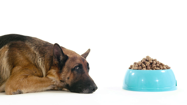 σκυλί με μπολ των τροφίμων - Πλάνα, βίντεο