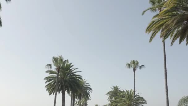 Drone-weergave van palmen in Beverly Hills California - Video