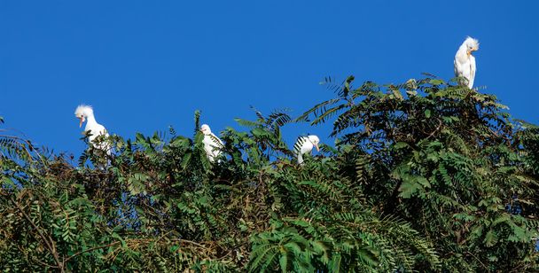 Garza blanca
 - Foto, imagen
