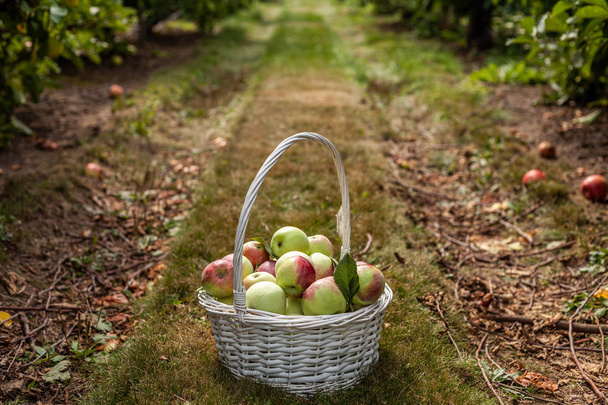 fresh picked apples in a basket in autumn orchard. - Photo, image