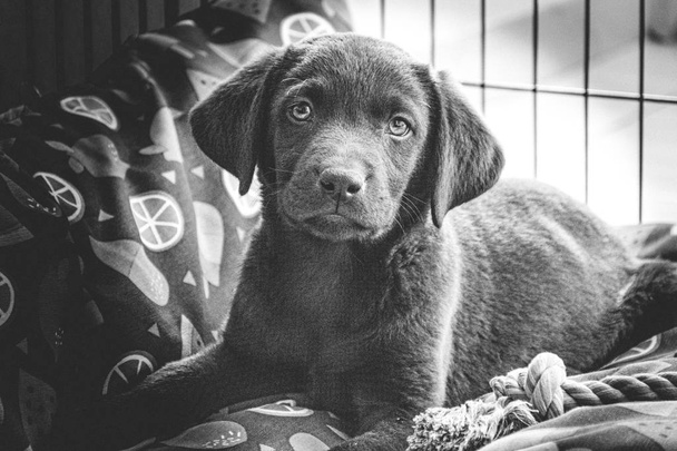 My new pet labrador puppy posing for her first portrait picture after arriving home. - Photo, Image