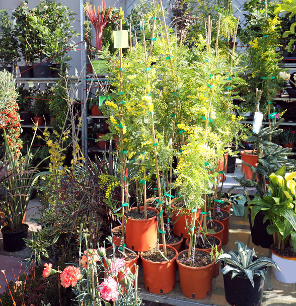 plantes en pot et de beaux mimosas vendus au stand du marché
 - Photo, image