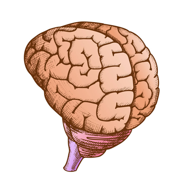 Ανατομική κεφαλή όργανο ανθρώπινου εγκεφάλου vintage χρώμα διάνυσμα - Διάνυσμα, εικόνα