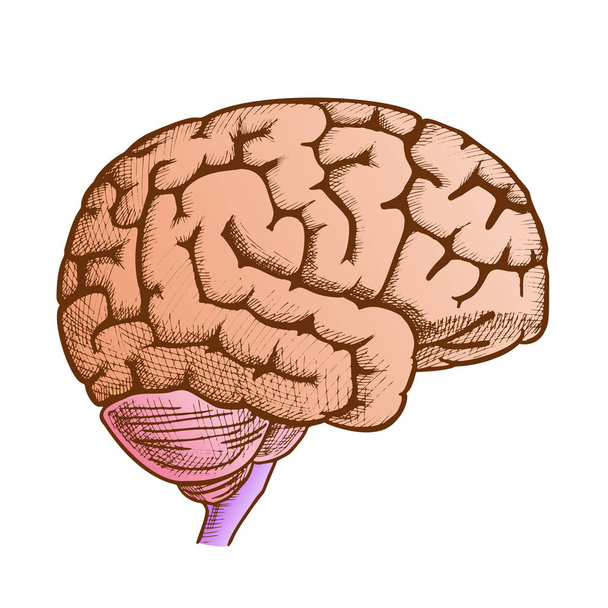 Hlava varhany lidský mozek pohled na stranu ročníku ročník barevný vektor - Vektor, obrázek