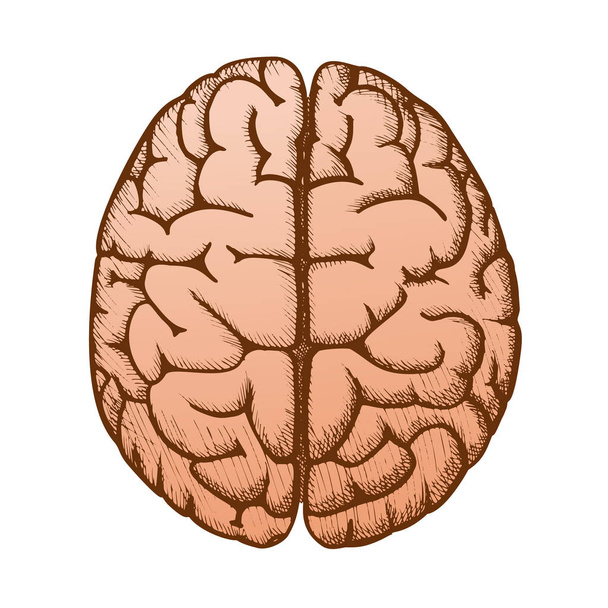 Головной орган человеческого мозга Верхний вид винтажный вектор цвета
 - Вектор,изображение