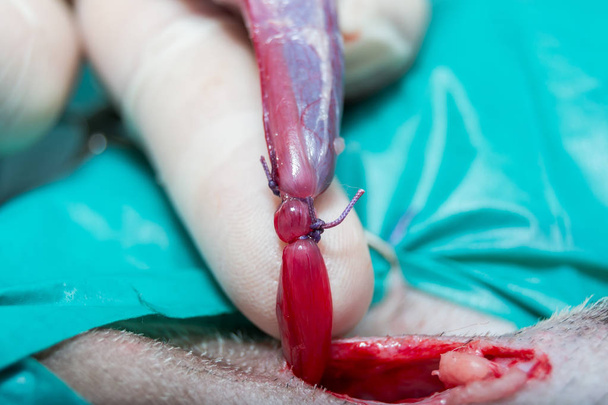 doble ligadura del cordón testicular en perro, con reabsorbible p
 - Foto, Imagen