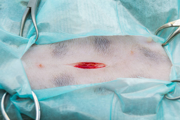 incisione cutanea in chirurgia spray per gatti
 - Foto, immagini